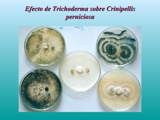 Efecto de Trichoderma sobre CrinipellisEfecto de Trichoderma sobre Crinipellis
perniciosaperniciosa
 
