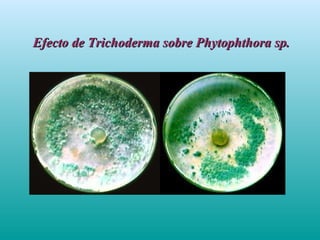 Efecto de Trichoderma sobre Phytophthora sp.Efecto de Trichoderma sobre Phytophthora sp.
 