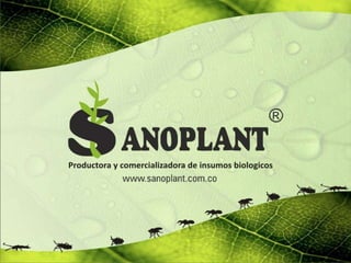 Control  biologico de garrapatas. new.2013