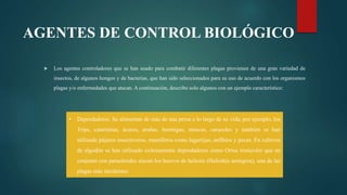AGENTES DE CONTROL BIOLÓGICO
 Los agentes controladores que se han usado para combatir diferentes plagas provienen de una gran variedad de
insectos, de algunos hongos y de bacterias, que han sido seleccionados para su uso de acuerdo con los organismos
plagas y/o enfermedades que atacan. A continuación, describo solo algunos con un ejemplo característico:
• Depredadores. Se alimentan de más de una presa a lo largo de su vida, por ejemplo, los
Trips, catarinitas, ácaros, arañas, hormigas, moscas, caracoles y también se han
utilizado pájaros insectívoros, mamíferos como lagartijas, anfibios y peces. En cultivos
de algodón se han utilizado exitosamente depredadores como Orius tristicolor que en
conjunto con parasitoides atacan los huevos de heliotis (Heliothis armigera), una de las
plagas más incidentes.
 