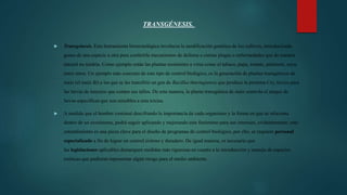  Transgénesis. Esta herramienta biotecnológica involucra la modificación genética de los cultivos, introduciendo
genes de una especie a otra para conferirle mecanismos de defensa a ciertas plagas o enfermedades que de manera
natural no tendría. Como ejemplo están las plantas resistentes a virus como el tabaco, papa, tomate, pimiento, soya,
entre otros. Un ejemplo más concreto de este tipo de control biológico, es la generación de plantas transgénicas de
maíz (el maíz Bt) a las que se les transfirió un gen de Bacillus thuringiensis que produce la proteína Cry, tóxica para
las larvas de insectos que comen sus tallos. De esta manera, la planta transgénica de maíz controla el ataque de
larvas específicas que son sensibles a esta toxina.
 A medida que el hombre continué descifrando la importancia de cada organismo y la forma en que se relaciona
dentro de un ecosistema, podrá seguir aplicando y mejorando este fenómeno para sus intereses, evidentemente, este
entendimiento es una pieza clave para el diseño de programas de control biológico, por ello, se requiere personal
especializado a fin de lograr un control exitoso y duradero. De igual manera, es necesario que
las legislaciones aplicables demarquen medidas más rigurosas en cuanto a la introducción y manejo de especies
exóticas que pudieran representar algún riesgo para el medio ambiente.
TRANSGÉNESIS.
 