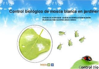 Control biológico de mosca blanca en jardineria 
ESPECIES DE ALEYRODIAE CITADAS EN ESPAÑA POTENCIALMENTE 
PELIGROSAS PARA NUESTRAS ZONAS VERDES 
 