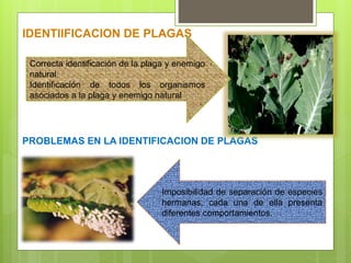 IDENTIIFICACION DE PLAGAS
PROBLEMAS EN LA IDENTIFICACION DE PLAGAS
.
Correcta identificación de la plaga y enemigo
natural
Identificación de todos los organismos
asociados a la plaga y enemigo natural
Imposibilidad de separación de especies
hermanas, cada una de ella presenta
diferentes comportamientos.
 