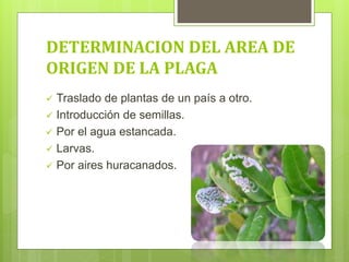 DETERMINACION DEL AREA DE
ORIGEN DE LA PLAGA
 Traslado de plantas de un país a otro.
 Introducción de semillas.
 Por el agua estancada.
 Larvas.
 Por aires huracanados.
 