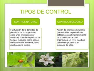 CONTROL NATURAL CONTROL BIOLOGICO
Fluctuación de la densidad de
población de un organismo,
entre unos limites (inferior
superior), durante un periodo de
tiempo, motivado por la acción
de factores del ambiente, tanto
abiótico como biótico.
Acción de enemigos naturales
(parasitoides, depredadores,
patógenos)en el mantenimiento
de la densidad de otro
organismo a un nivel mas bajo
del que se produciría en
ausencia de ellos.
TIPOS DE CONTROL
 