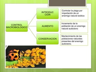 CONTROL
MACROBIOLOGICO
INTRODUC
CION
AUMENTO
CONSERVACION
Controlar la plaga por
importación de un
enemigo natural exótico
Incremento de la
población de un enemigo
natural autóctono
Mantenimiento de las
poblaciones naturales
presentes del enemigo
autóctono.
 