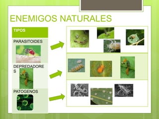 ENEMIGOS NATURALES
TIPOS
PARASITOIDES
DEPREDADORE
S
PATOGENOS
 