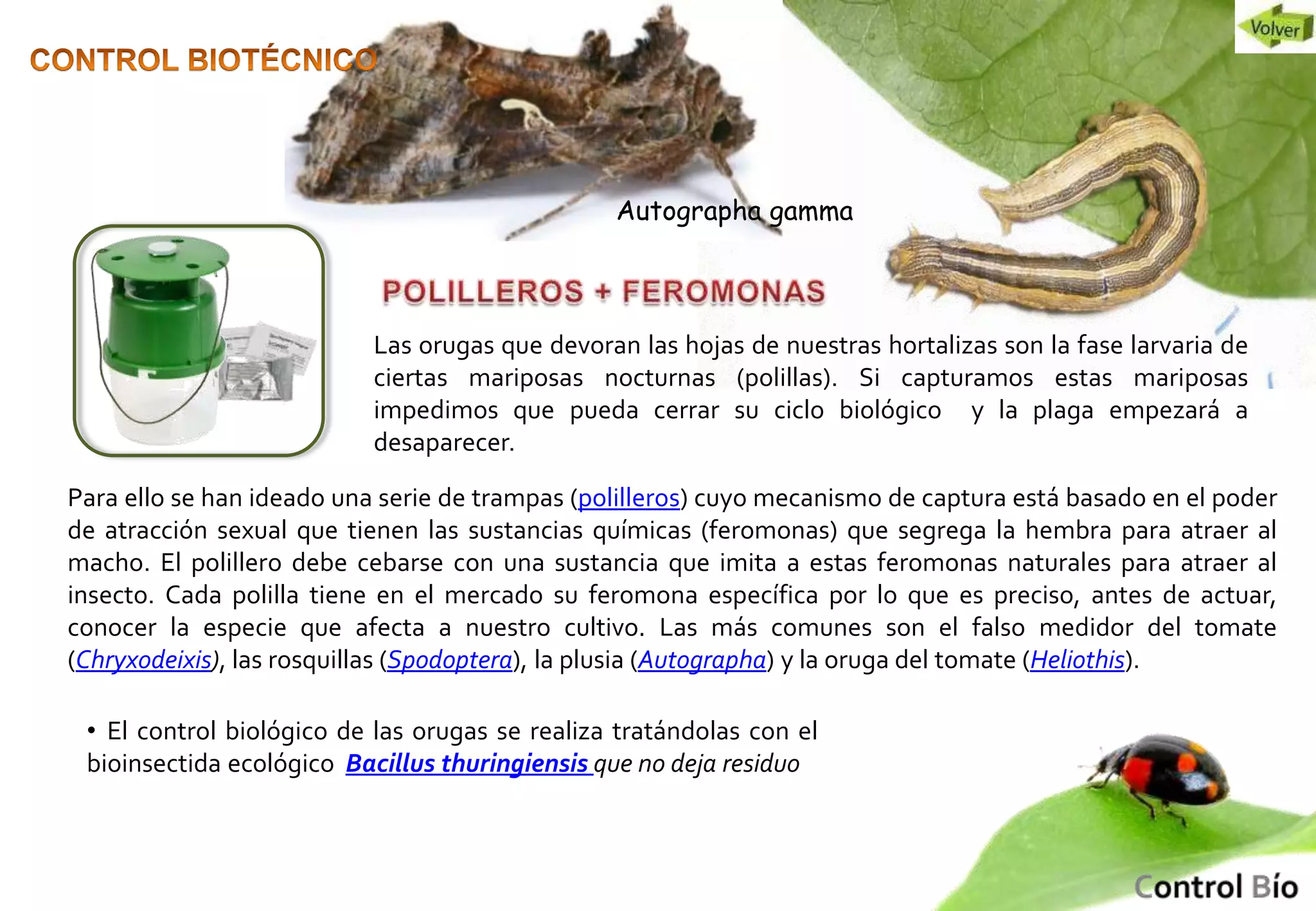 Control De Insectos Control biologico de plagas en huertos urbanos | PPSX