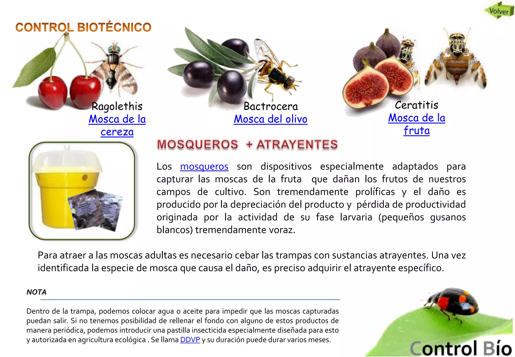 Control De Insectos Control biologico de plagas en huertos urbanos | PPSX