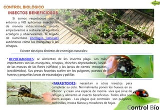 Control De Insectos Control biologico de plagas en huertos urbanos | PPSX