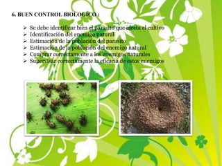 6. BUEN CONTROL BIOLOGICO :
 Se debe identificar bien el parasito que afecta el cultivo
 Identificación del enemigo natural
 Estimación de la población del parasito
 Estimación de la población del enemigo natural
 Comprar correctamente a los enemigos naturales
 Supervisar correctamente la eficacia de estos enemigos
 