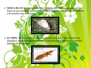  MOSCA BLANCA : Su reproducción se realiza por huevos que pone en las
hojas en una cantidad aproximada de 180 a 200, de color blanco amarillento
y de tamaño muy diminuto.
 EL TRIPS : Es un insecto de pequeño tamaño de 0,8 a 3 mm, tiene forma
alargada y adopta diferentes colores; se reproduce por huevos y la cantidad
depende de la especie.
 