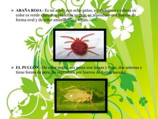  ARAÑA ROJA : Es un acaro con ocho patas, un abdomen y cabeza su
color es verde claro con manchas negras; se reproduce por huevos de
forma oval y de color amarillento o rojizo.
 EL PULGÓN : De color negro, sus patas son largas y finas, dos antenas y
tiene forma de pera. Se reproduce por huevos de forma asexual
 