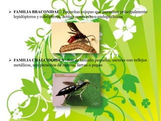  FAMILIA BRACONIDAE : Pequeñas avispas que parasitan principalmente
lepidópteros y coleópteros, actúan como ecto o endoparásitos.
 FAMILIA CHALCIDOIDEA : Son de tamaño pequeño, oscuras con reflejos
metálicos, son paracitos de huevos, larvas o pupas
 