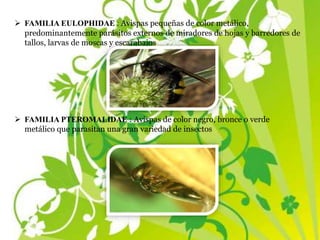  FAMILIA EULOPHIDAE : Avispas pequeñas de color metálico,
predominantemente parásitos externos de miradores de hojas y barredores de
tallos, larvas de moscas y escarabajos
 FAMILIA PTEROMALIDAE : Avispas de color negro, bronce o verde
metálico que parasitan una gran variedad de insectos
 
