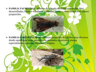  FAMILIA TACHINIDAE : Moscas de tamaño mediano con cerdas bien
desarrolladas, buenos voladores, parasitan larvas y otros insectos en menor
proporción.
 FAMILIA SARCOPHAGIDAE : Moscas pequeñas de hábitos muy diversos
desde saprófagos hasta parásitos de animales superiores, atacan
especialmente a moscas chinches y avispas.
 