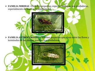  FAMILIA MIRIDAI : Chinches pequeñas, especies fitófagas, son predadoras,
especialmente de huevos de lepidópteros.
 FAMILIAANTHOCORIDAE : Chinches pequeñas que viven entre las flores y
terminales de las plantas muchas son predadoras
 
