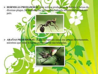  HORMIGAS PREDADORAS : Son activas predadoras de huevos y larvas de
diversas plagas. Su importancia no ha sido evaluada seriamente en nuestro
país.
 ARAÑAS PREDADORAS : Algunas especies casan sus presas directamente,
mientras que otras lo hacen por medio de sus telarañas.
 