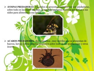 AVISPAS PREDADORAS : En orden se presentan especies que son predadoras,
sobre todo en las súper familias; la mayoría capturan insectos que llevan a sus
nidos para alimentar a sus larvas.
 ACAROS PREDADORES : Son pequeños , muy móviles que se alimentan de
huevos, larvas y otros insectos pequeños sobre todo de las arañas rojas y otros
ácaros.
 
