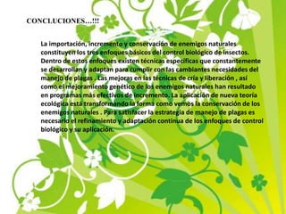 CONCLUCIONES…!!!
La importación, incremento y conservación de enemigos naturales
constituyen los tres enfoques básicos del control biológico de insectos.
Dentro de estos enfoques existen técnicas específicas que constantemente
se desarrollan y adaptan para cumplir con las cambiantes necesidades del
manejo de plagas . Las mejoras en las técnicas de cría y liberación , así
como el mejoramiento genético de los enemigos naturales han resultado
en programas más efectivos de incremento. La aplicación de nueva teoría
ecológica está transformando la forma como vemos la conservación de los
enemigos naturales . Para satisfacer la estrategia de manejo de plagas es
necesario el refinamiento y adaptación continua de los enfoques de control
biológico y su aplicación.
 