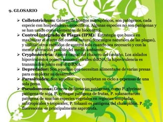 9. GLOSARIO
 Colletotrichum: Género de hongos mitospóricos, son patógenos, cada
especie con hospedadores específicos. Algunas especies no son patógenas y
se han usado como elementos de biocontrol.
 Control Integrado de Plagas (IPM): Estrategia que busca en
maximizar el efecto del control natural (enemigos naturales de las plagas),
y utilizar otros métodos de control solo cuando sea necesario y con la
menor alteración posible del medio ambiente.
 Cryphonectria: Agente causal del chancro del castaño. Los aislados
hipovirulentos poseen genomas virales dsRNA, la hipovirulencia es
transmisible junto con el dsRNA.
 Depredador: Son aquellos que necesitan alimentarse de varias presas
para completar su desarrollo.
 Parasitoides: Son aquellos que completan su ciclo a expensas de una
sola presa.
 Pseudomonas: Género de bacterias patógenas, como P. glycinae
patógena de soja, P. syringae patógena de frutas, P. solanacearum
patógena de muchas especies vegetales en regiones templadas,
subtropicales y tropicales, P. tolaasii es patógena del champiñón. P.
fluorescens es principalmente saprotrofa.
 