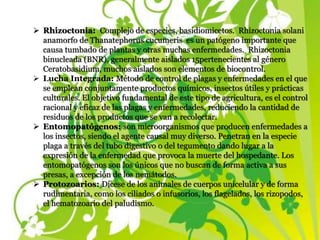  Rhizoctonia: Complejo de especies, basidiomicetos. Rhizoctonia solani
anamorfo de Thanatephorus cucumeris es un patógeno importante que
causa tumbado de plantas y otras muchas enfermedades. Rhizoctonia
binucleada (BNR), generalmente aislados 15pertenecientes al género
Ceratobasidium, muchos aislados son elementos de biocontrol.
 Lucha Integrada: Método de control de plagas y enfermedades en el que
se emplean conjuntamente productos químicos, insectos útiles y prácticas
culturales. El objetivo fundamental de este tipo de agricultura, es el control
racional y eficaz de las plagas y enfermedades, reduciendo la cantidad de
residuos de los productos que se van a recolectar.
 Entomopatógenos: son microorganismos que producen enfermedades a
los insectos, siendo el agente causal muy diverso. Penetran en la especie
plaga a través del tubo digestivo o del tegumento dando lugar a la
expresión de la enfermedad que provoca la muerte del hospedante. Los
entomopatógenos son los únicos que no buscan de forma activa a sus
presas, a excepción de los nemátodos.
 Protozoarios: Dícese de los animales de cuerpos unicelular y de forma
rudimentaria, como los ciliados o infusorios, los flagelados, los rizopodos,
el hematozoario del paludismo.
 