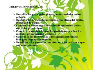 OBJETIVOS ESPECIFICOS…!!!
 Describir las principales plagas y enfermedades en los
piñales.
 Describir las principales medidas preventivas del control
integrado de plagas.
 Conocer los momentos adecuados de aplicación de los
controles preventivos.
 Compartir experiencias con los participantes sobre los
métodos de prevención y control.
 Conocer sobre las ventajas y desventajas del control
biologico de plagas e insectos.
 Dentificar a los parasitos que afectan a los cultivos y que
son mas comunes.
 