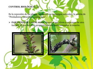 CONTROL BIOLÓGICO…!!!
Es la represión de las plagas mediante sus enemigos naturales, la acción de
“Predadores, paracitos y patógenos”.
 PARACITOS DE LAS PLAGAS : Insectos que viven a expensas de otro
incesto, al que devoran progresivamente hasta causarles la muerte.
 