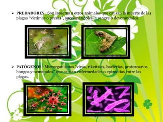  PREDADORES : Son insectos u otros animales que causan la muerte de las
plagas “victimas o presas”, succionándoles la sangre o devorándolos.
 PATÓGENOS : Microrganismos “virus, rikettsias, bacterias, protozoarios,
hongos y nematodos” que causan enfermedades o epizootias entre las
plagas.
 