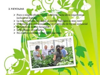 2. VENTAJAS
 Poco o ningún efecto nocivo colateral hacia otros organismos
incluido el hombre
 La resistencia de las plagas al control biológico es muy rara
 El tratamiento con insecticidas es eliminado de forma sustancial
 Su beneficio es muy favorable
 Evita plagas secundarias
 No existen problemas con intoxicaciones
 