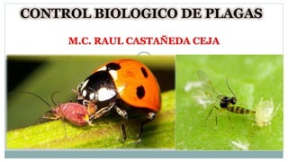 CONTROL BIOLOGICO DE PLAGAS
M.C. RAUL CASTAÑEDA CEJA
 