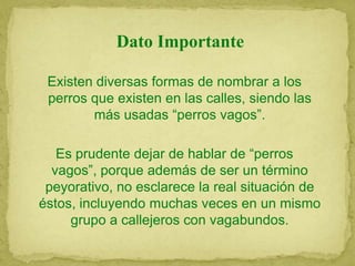 Dato Importante
Existen diversas formas de nombrar a los
perros que existen en las calles, siendo las
más usadas “perros vagos”.
Es prudente dejar de hablar de “perros
vagos”, porque además de ser un término
peyorativo, no esclarece la real situación de
éstos, incluyendo muchas veces en un mismo
grupo a callejeros con vagabundos.
 