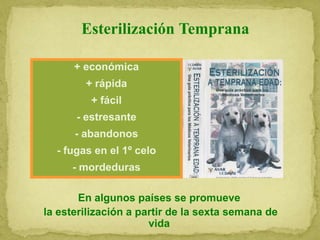 Esterilización Temprana
+ económica
+ rápida
+ fácil
- estresante
- abandonos
- fugas en el 1º celo
- mordeduras
En algunos países se promueve
la esterilización a partir de la sexta semana de
vida
 