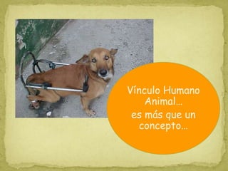 Vínculo Humano
Animal…
es más que un
concepto…
 