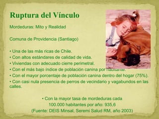 Ruptura del Vínculo
Mordeduras: Mito y Realidad
Comuna de Providencia (Santiago)
• Una de las más ricas de Chile.
• Con altos estándares de calidad de vida.
• Viviendas con adecuado cierre perimetral.
• Con el más bajo índice de población canina por habitante.
• Con el mayor porcentaje de población canina dentro del hogar (75%).
• Con casi nula presencia de perros de vecindario y vagabundos en las
calles.
• Con la mayor tasa de mordeduras cada
100.000 habitantes por año: 935,6
(Fuente: DEIS Minsal, Seremi Salud RM, año 2003)
 
