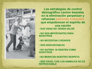• SUS VIDAS NO TIENEN VALOR
• NO SON IMPORTANTES PARA
NOSOTROS
• NO NECESITAN CUIDADOS
• SON DESCARTABLES
• NO SUFREN NI SIENTEN COMO
NOSOTROS
• NO MERECEN NUESTRO RESPETO
• SER CRUEL CON LOS ANIMALES NO ES
REPROCHABLE
Las estrategias de control
demográfico canino basadas
en la eliminación perpetúan y
refuerzan patrones culturales
que empobrecen el espíritu de
una nación
 