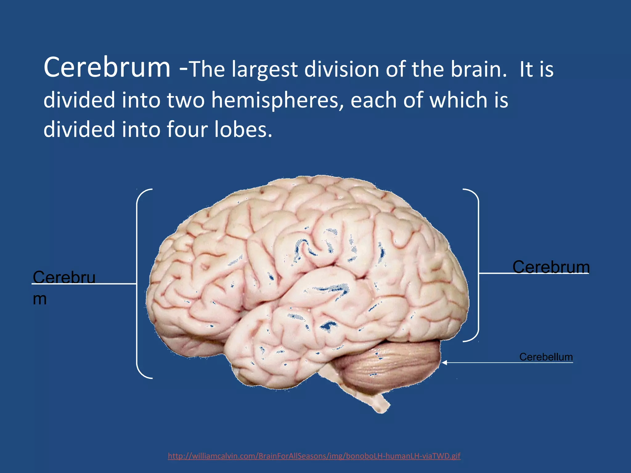 Cerebrum -The largest division of the brain. It is
divided into two hemispheres, each of which is
divided into four lobes.
Cerebru
m
Cerebrum
Cerebellum
http://williamcalvin.com/BrainForAllSeasons/img/bonoboLH-humanLH-viaTWD.gif
 