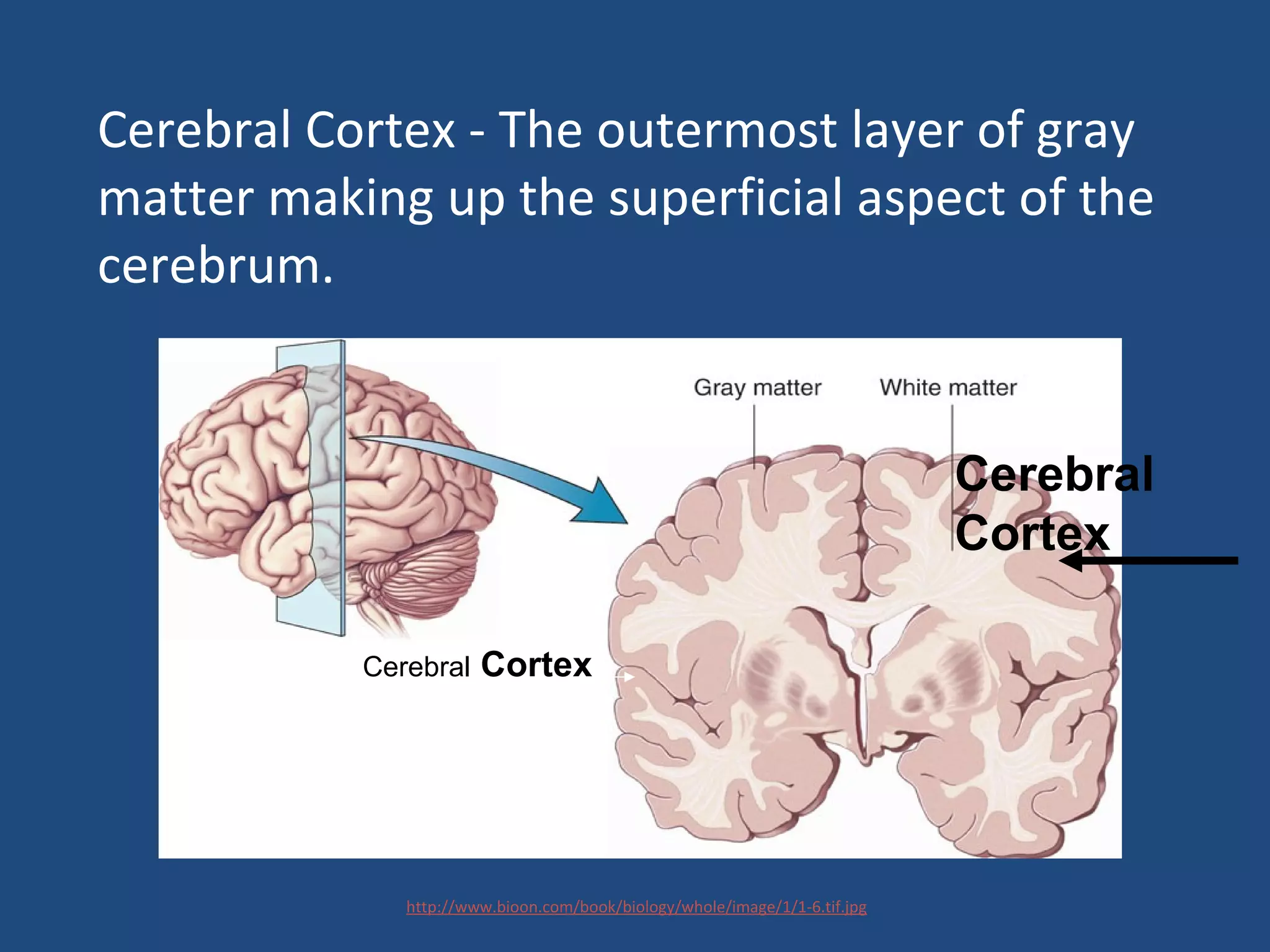 Cerebral Cortex
Cerebral
Cortex
Cerebral Cortex - The outermost layer of gray
matter making up the superficial aspect of the
cerebrum.
http://www.bioon.com/book/biology/whole/image/1/1-6.tif.jpg
 