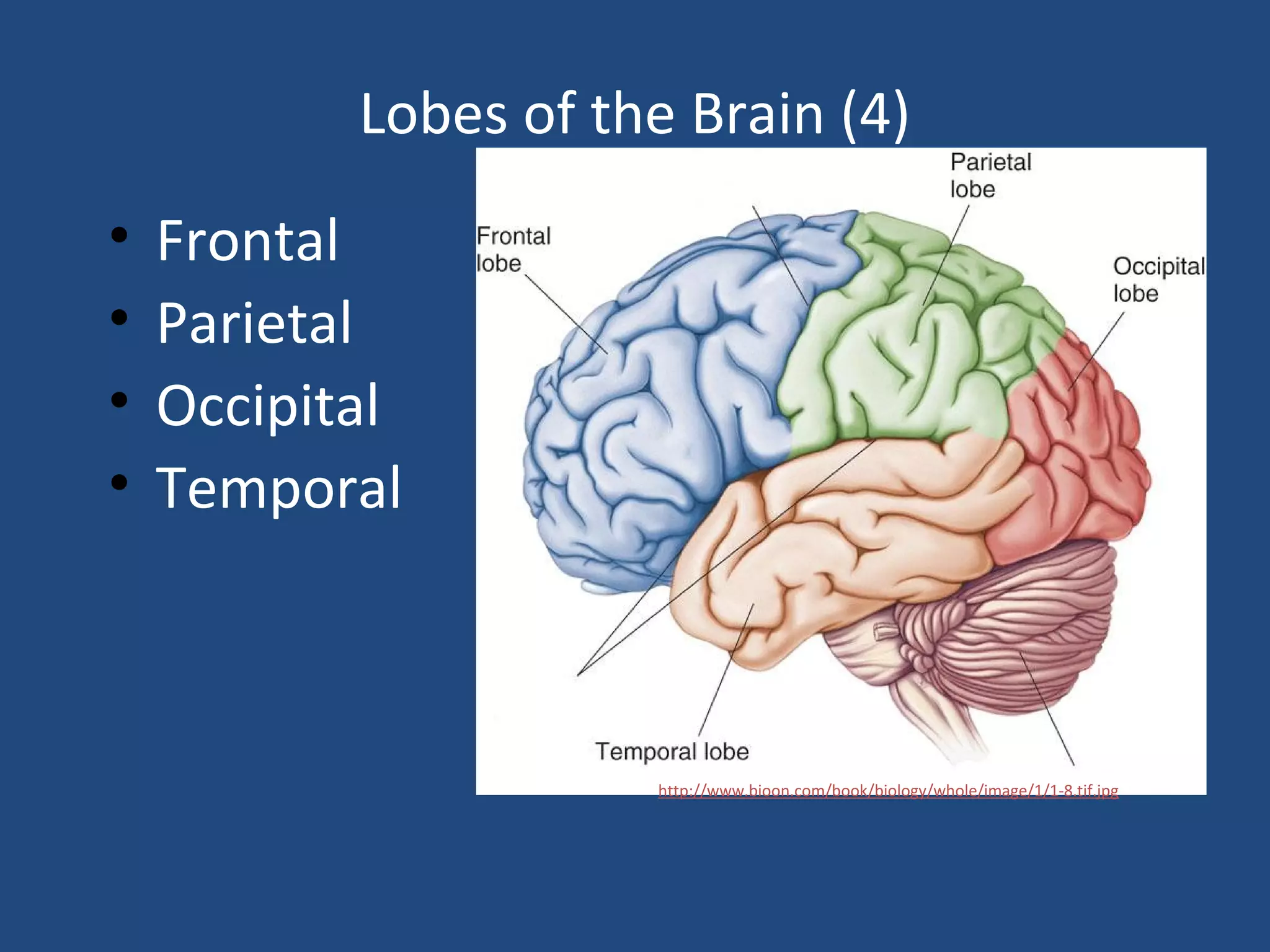 Lobes of the Brain (4)
• Frontal
• Parietal
• Occipital
• Temporal
http://www.bioon.com/book/biology/whole/image/1/1-8.tif.jpg
 