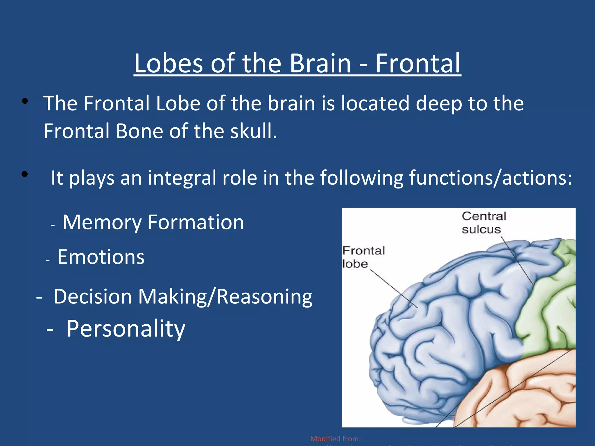 Lobes of the Brain - Frontal
• The Frontal Lobe of the brain is located deep to the
Frontal Bone of the skull.
• It plays an integral role in the following functions/actions:
- Memory Formation
- Emotions
- Decision Making/Reasoning
- Personality
Modified from:
 