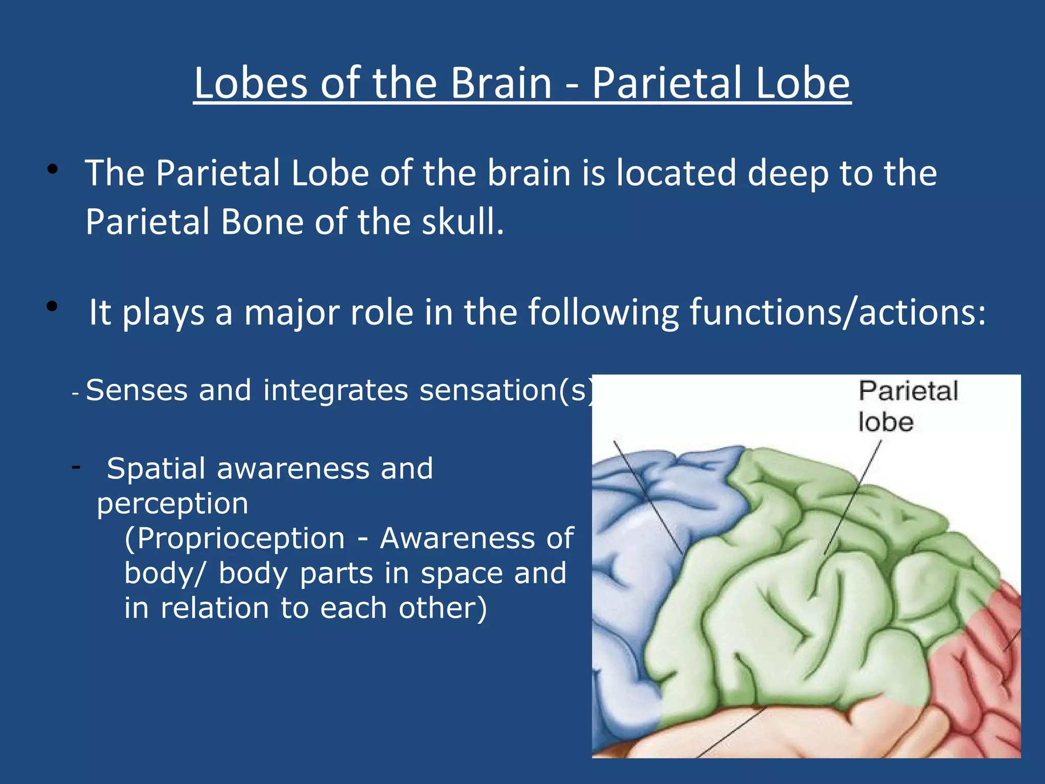 Lobes of the Brain - Parietal Lobe
• The Parietal Lobe of the brain is located deep to the
Parietal Bone of the skull.
• It plays a major role in the following functions/actions:
- Senses and integrates sensation(s)
- Spatial awareness and
perception
(Proprioception - Awareness of
body/ body parts in space and
in relation to each other)
 