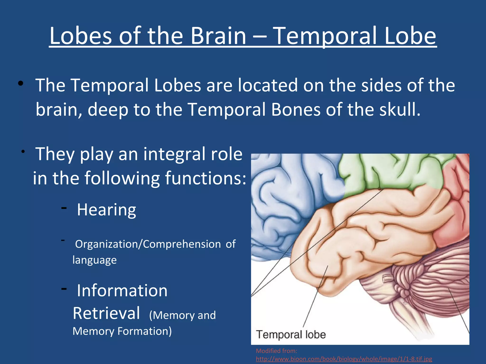 Lobes of the Brain – Temporal Lobe
• The Temporal Lobes are located on the sides of the
brain, deep to the Temporal Bones of the skull.
• They play an integral role
in the following functions:
- Hearing
- Organization/Comprehension of
language
- Information
Retrieval (Memory and
Memory Formation)
Modified from:
http://www.bioon.com/book/biology/whole/image/1/1-8.tif.jpg
 