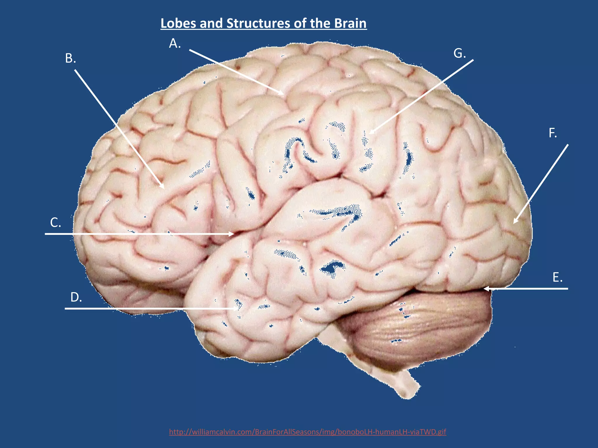 Lobes and Structures of the Brain
B.
A.
C.
D.
E.
F.
G.
http://williamcalvin.com/BrainForAllSeasons/img/bonoboLH-humanLH-viaTWD.gif
 