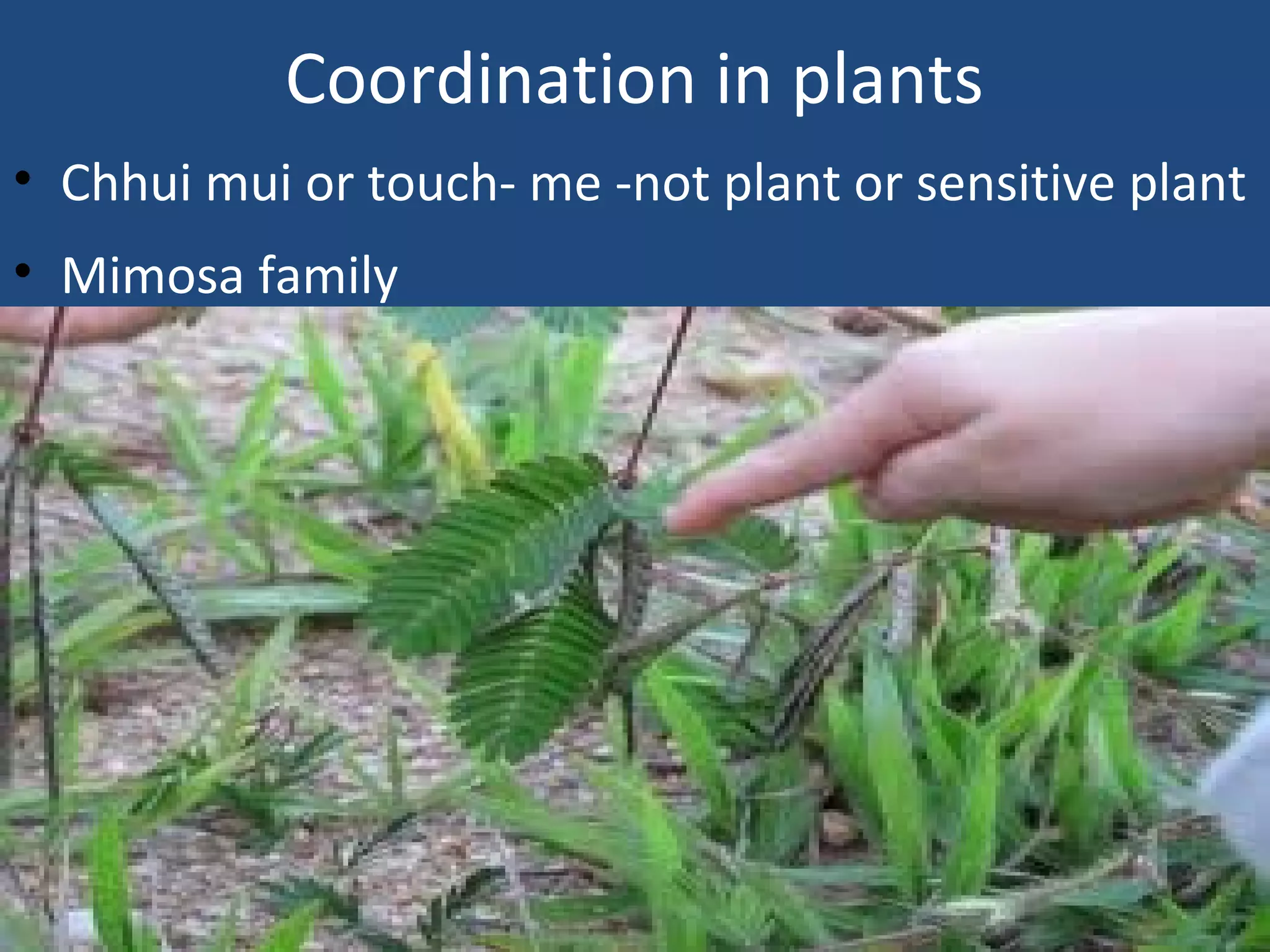 Coordination in plants
• Chhui mui or touch- me -not plant or sensitive plant
• Mimosa family
 