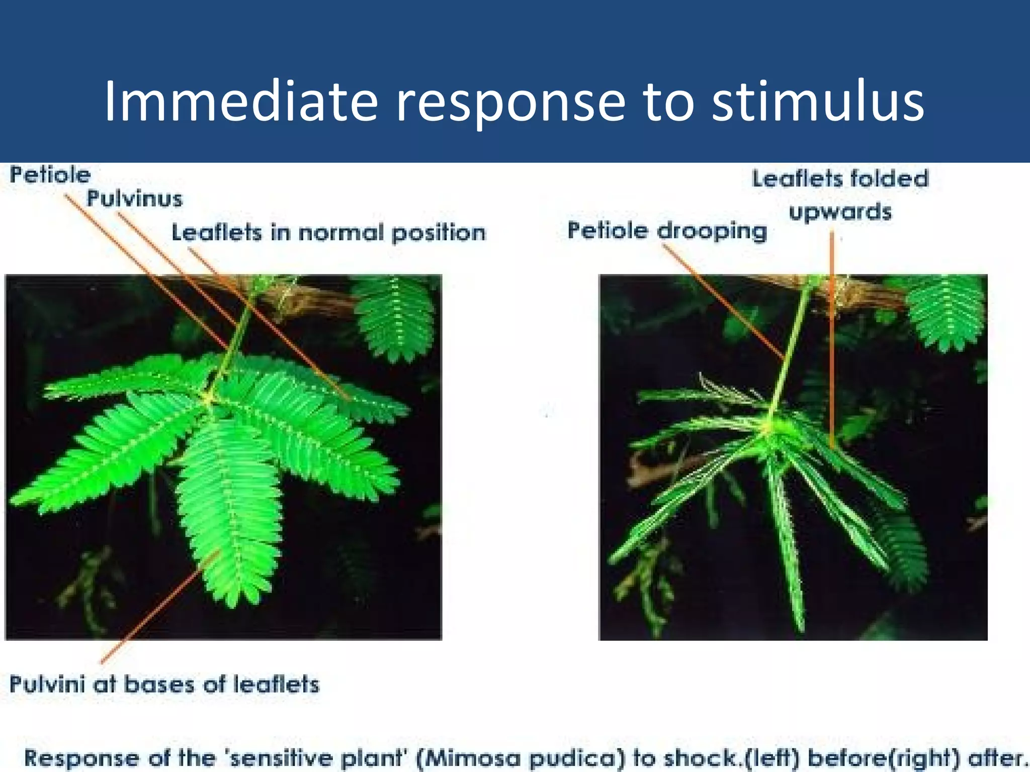 Immediate response to stimulus
 