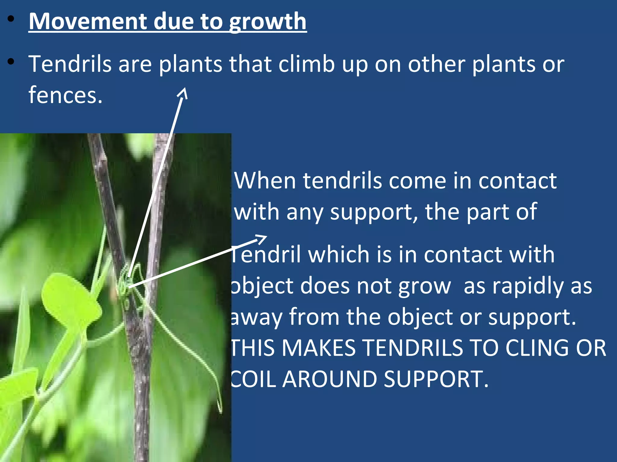 • Movement due to growth
• Tendrils are plants that climb up on other plants or
fences.
• When tendrils come in contact
with any support, the part of
●
Tendril which is in contact with
object does not grow as rapidly as
away from the object or support.
THIS MAKES TENDRILS TO CLING OR
COIL AROUND SUPPORT.
 