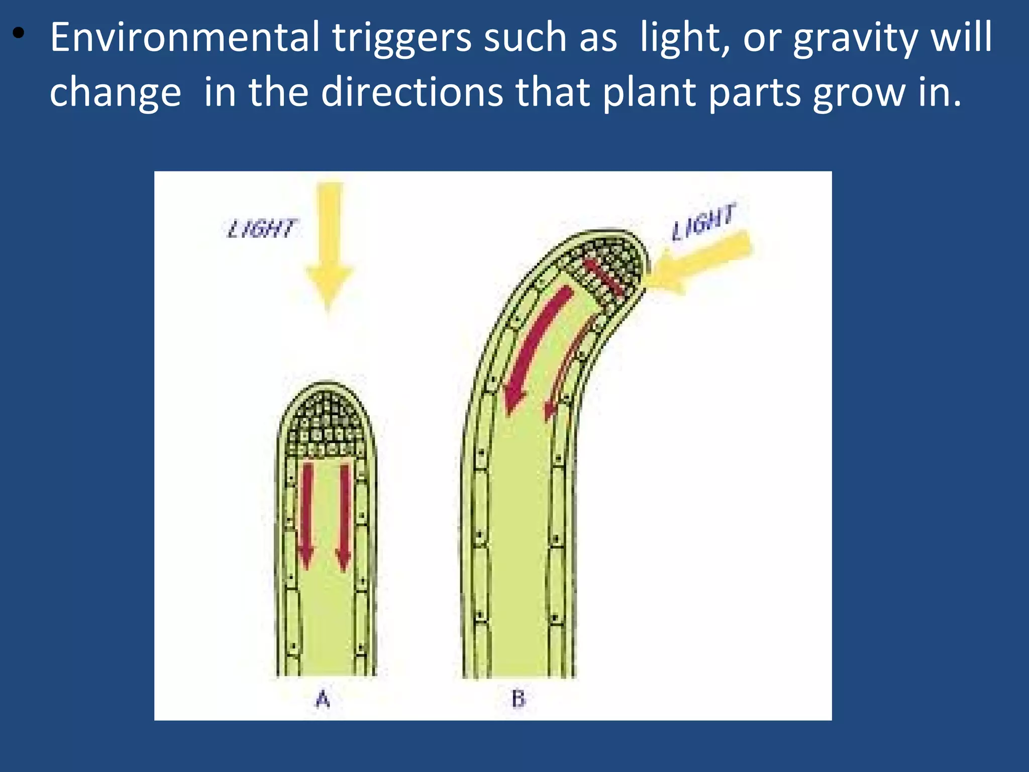 • Environmental triggers such as light, or gravity will
change in the directions that plant parts grow in.
 