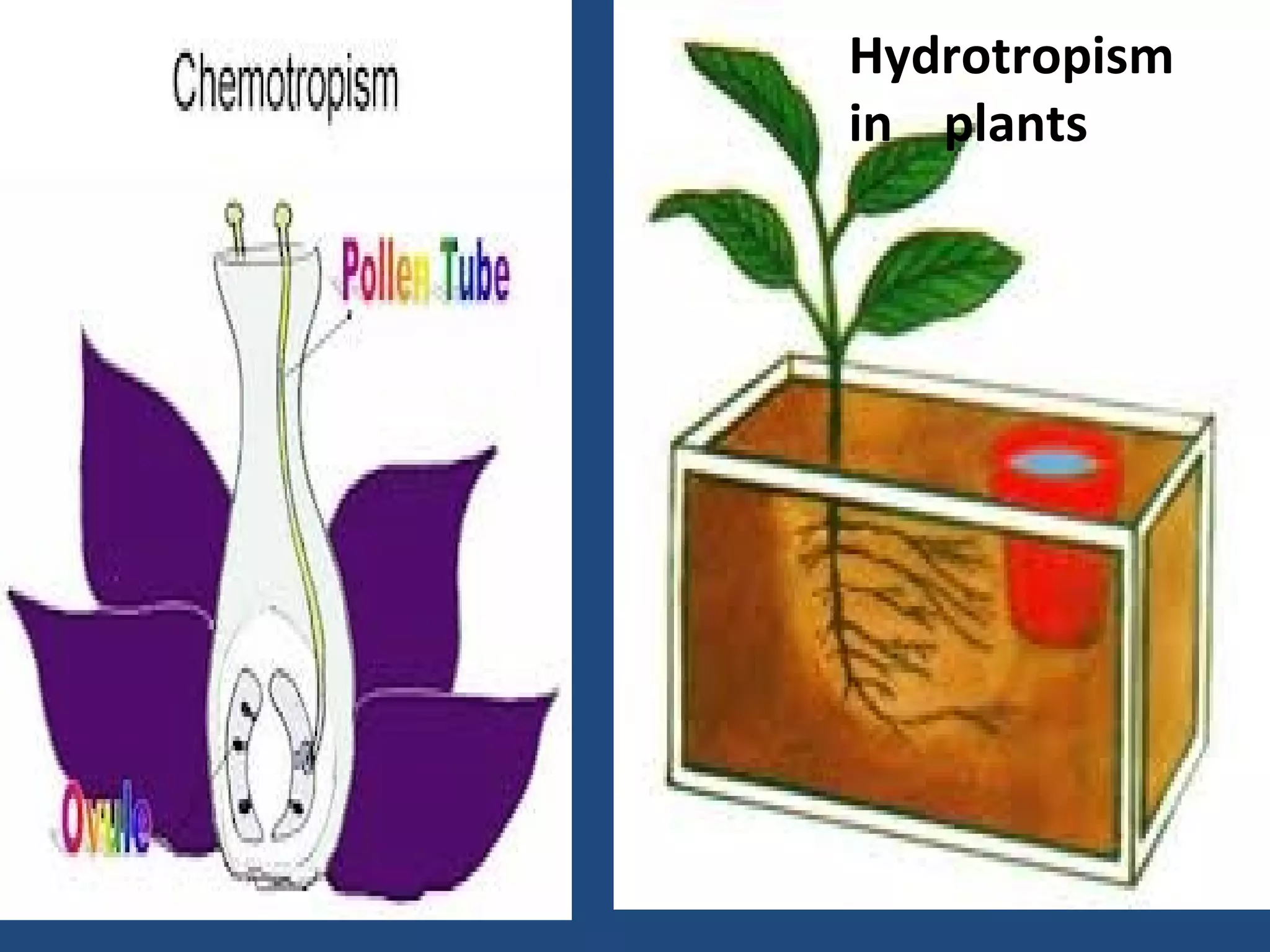 Hydrotropism
in plants
 