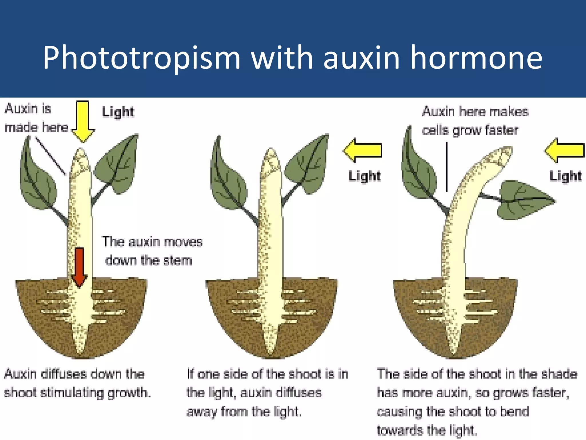 Phototropism with auxin hormone
 