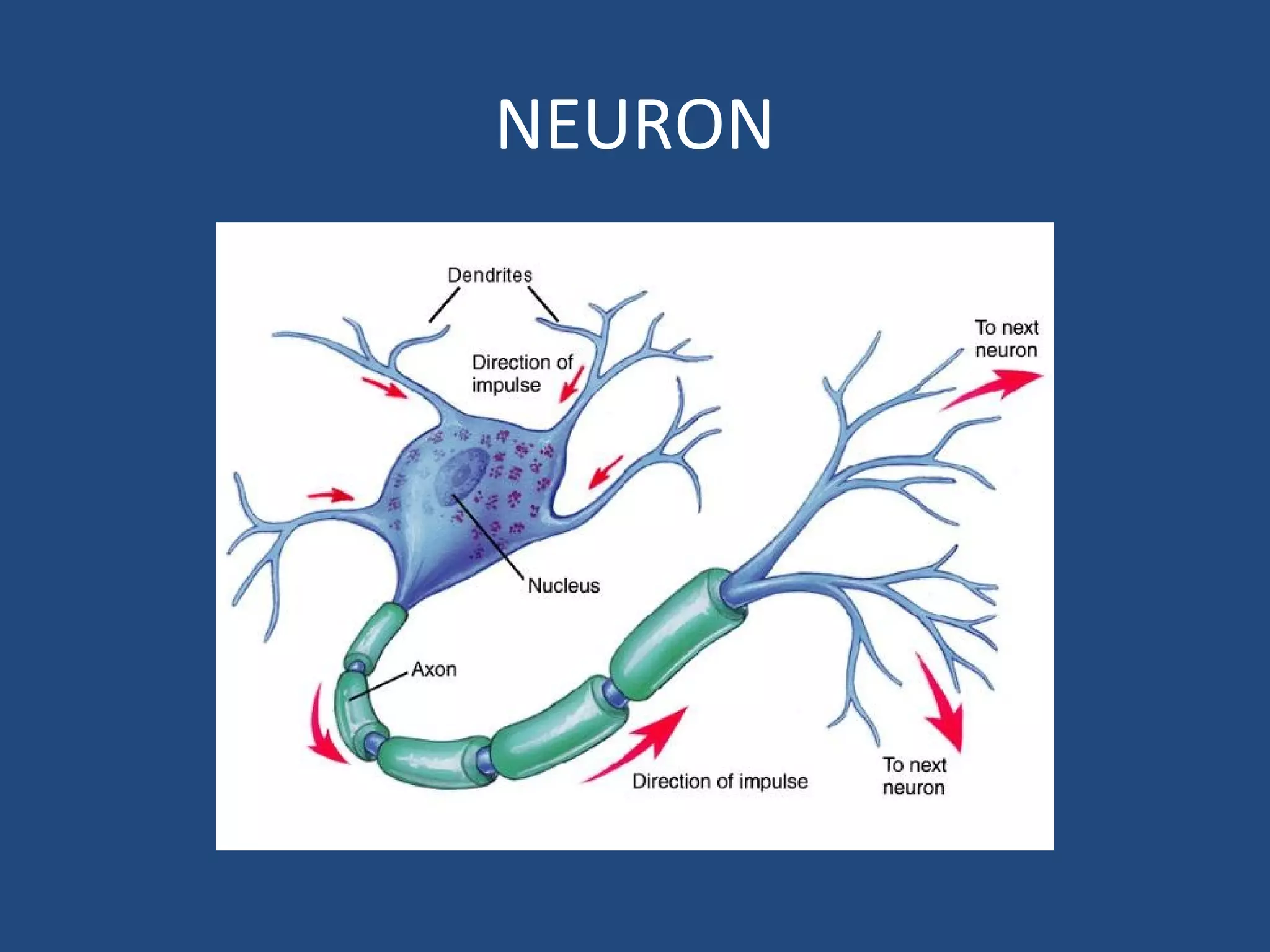 NEURON
 